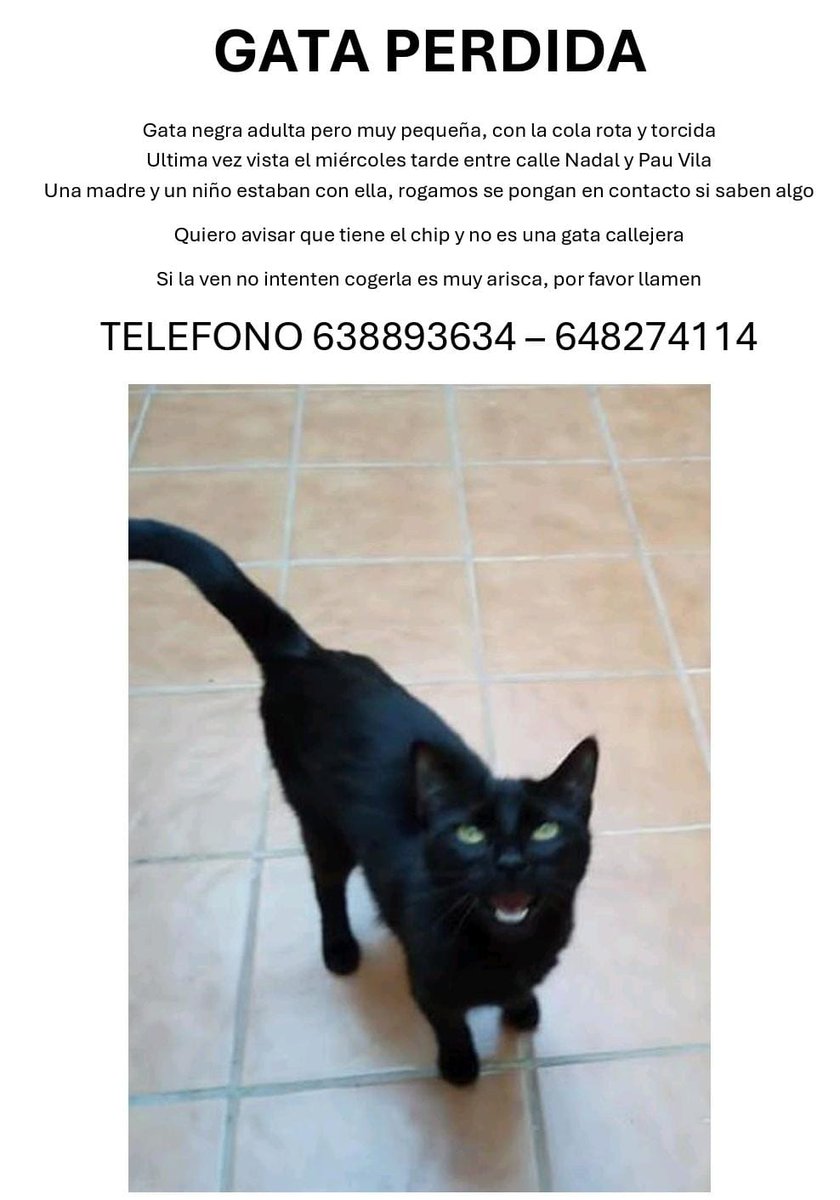 ChimiChimi_army's tweet photo. Chiquis se ha perdido el gatito de mis amigas por sabadell, lo podeos compartir porfa? https://t.co/uJN4KkLk2c