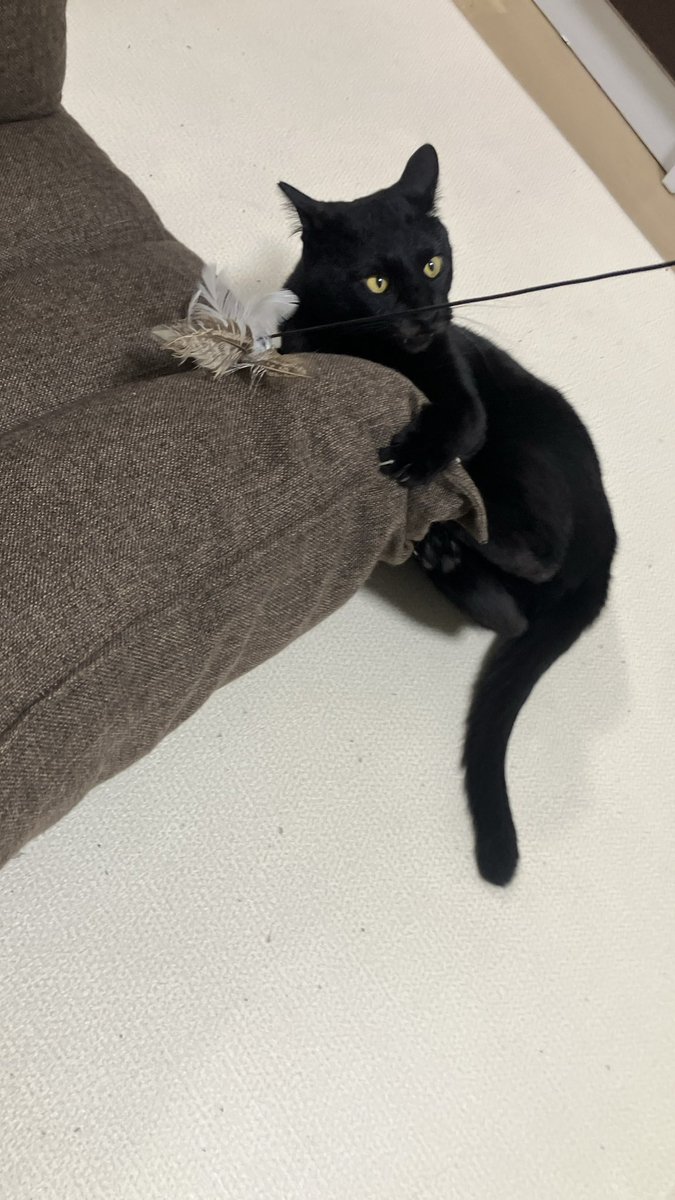このダバダバした猫が四年も外で暮らしていたのが良くわからん。いや