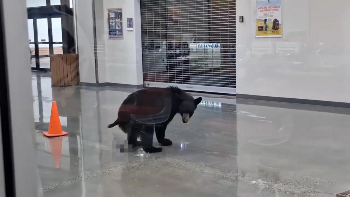 AMAZlNGNATURE's tweet photo. Young black bear enters Alaskan mall, grabs a peach, relieves itself on the floor, and walks away https://t.co/i5On4NsG7i