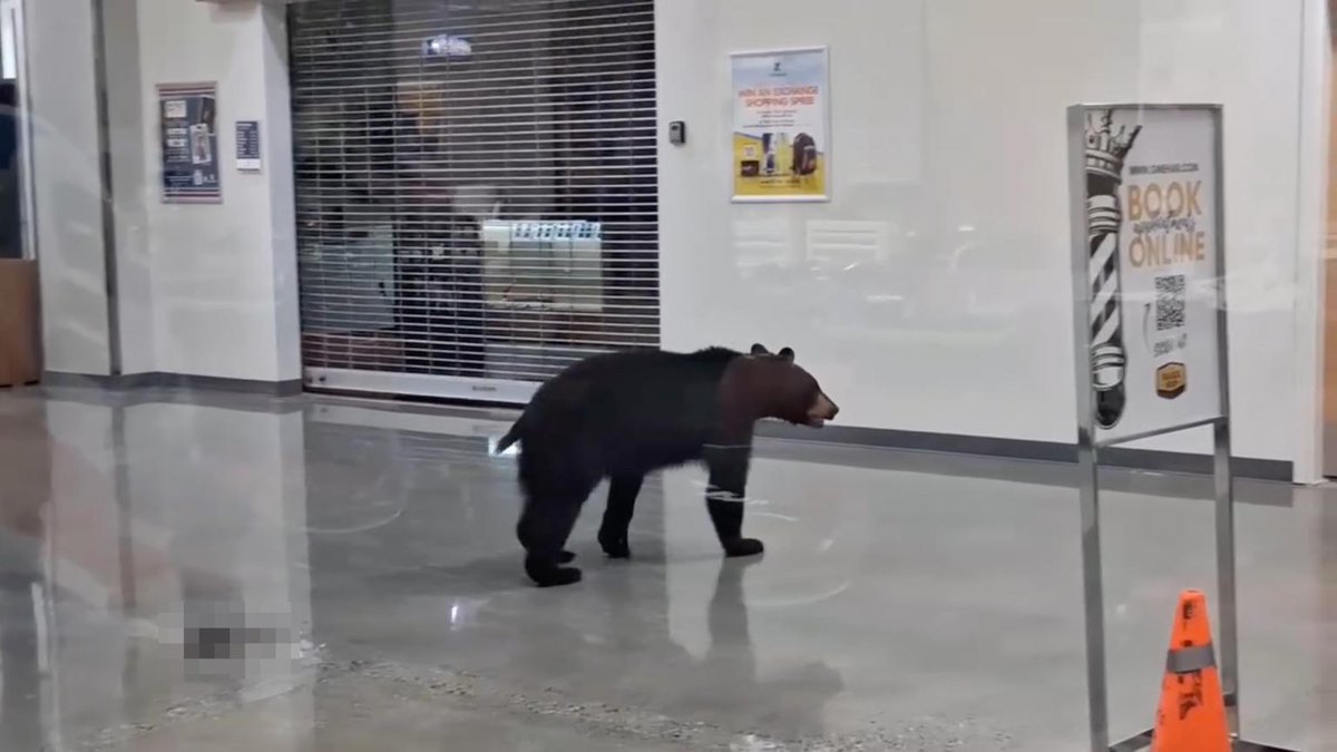 AMAZlNGNATURE's tweet photo. Young black bear enters Alaskan mall, grabs a peach, relieves itself on the floor, and walks away https://t.co/i5On4NsG7i