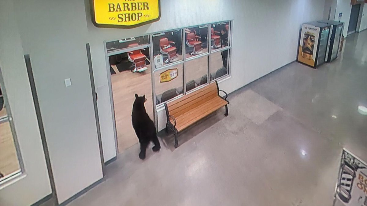 AMAZlNGNATURE's tweet photo. Young black bear enters Alaskan mall, grabs a peach, relieves itself on the floor, and walks away https://t.co/i5On4NsG7i
