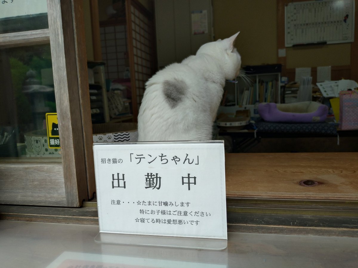 テンちゃん 本日の勤務態度 夏祭も近づき、みんな準備でバタバタしてる