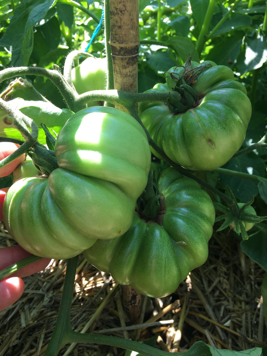 DRCBknows's tweet photo. Masses of BrandyBoy
Seeds harvested from last years crop, growing better than the real deal https://t.co/somzL4wNKQ