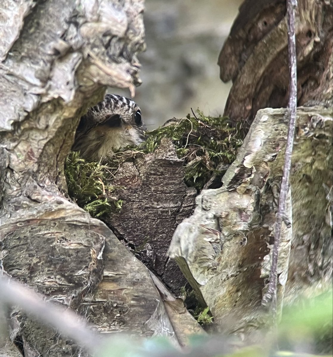 ScarecrowNeste1's tweet photo. Nice to see one of our regulars back on her second clutch in the same nest, just over a week after fledging the first brood

This one is @Woolie_woo favourites - called her “Nettle” - great name for a Border Terrier 😄🎯

#SpotFly26 
⚫️🪰

@spotyflycatcher https://t.co/ygcFWKwoEI