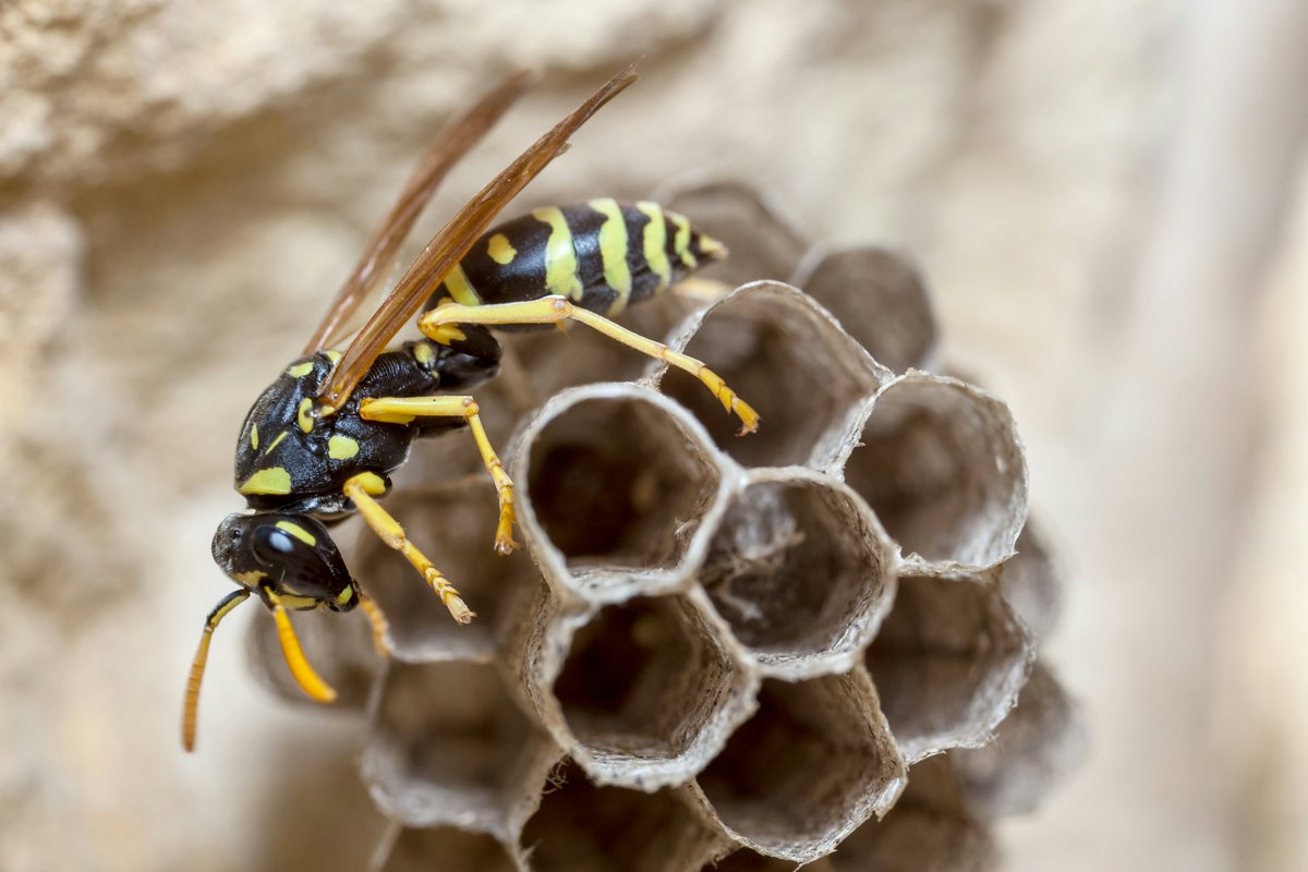 Rick_Young0161's tweet photo. Wasp Nest Removed in Urmston  
A homeowner found wasps entering a gap under the roof. We inspected and treated the nest in the loft the same day. Lofts, sheds, and roof spaces are common nesting sites for wasps in summer.  
Learn more about our service:
 https://t.co/H8AyOhxr6G https://t.co/dGIoOstzsj
