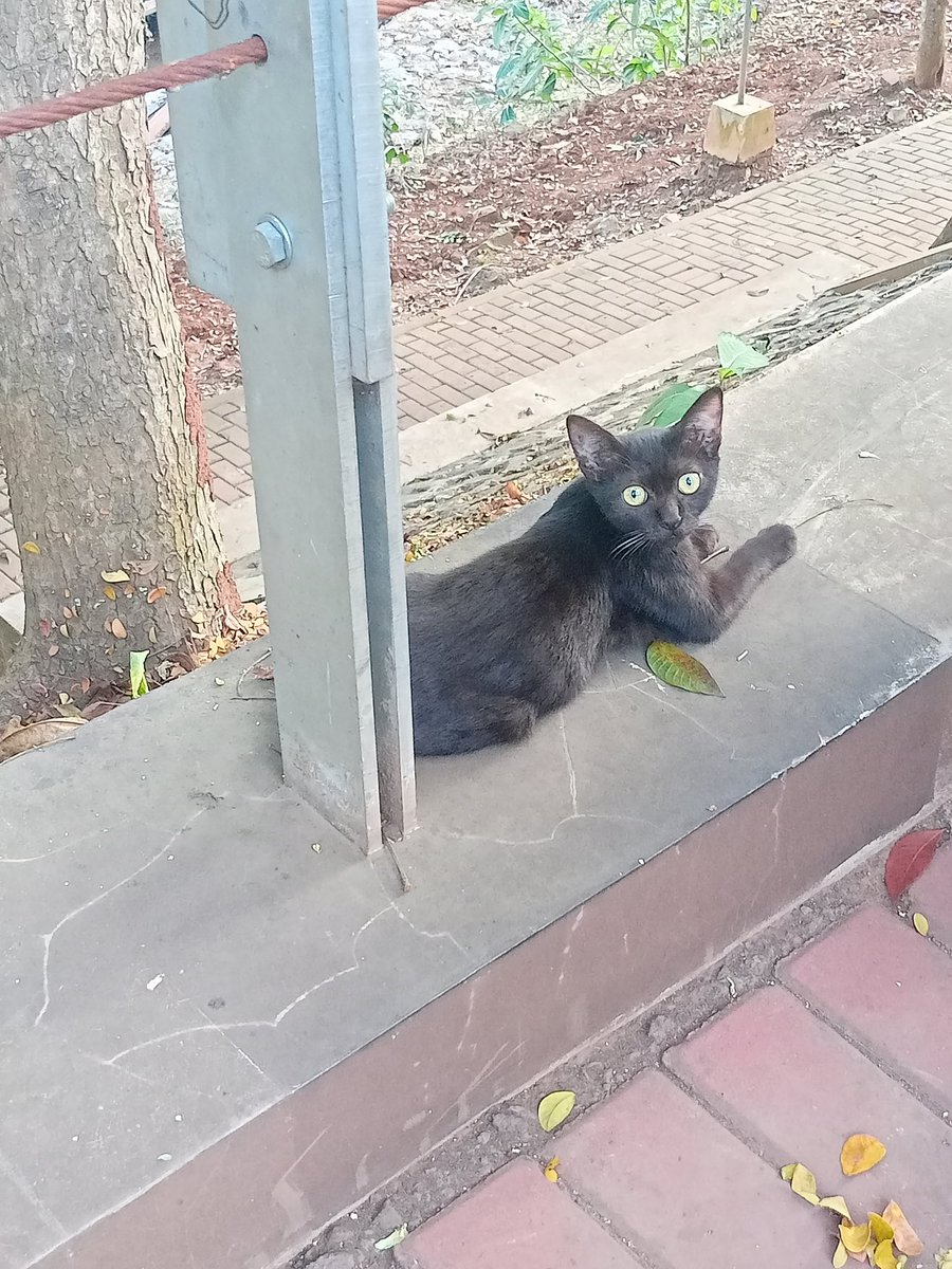 chitchatfya's tweet photo. kebetulan bgt hari ini national kitten day ketemu black kitten matanya juga hijau, haminiee bangettt 😭😭😭 https://t.co/xgxPodfjvo