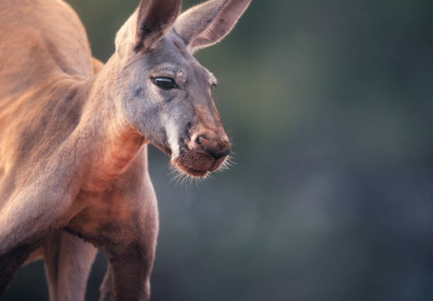 sigma1529549's tweet photo. Be honest... Would you fight a kangaroo for $1000.
#animaltwt https://t.co/eHLQXnzPbw