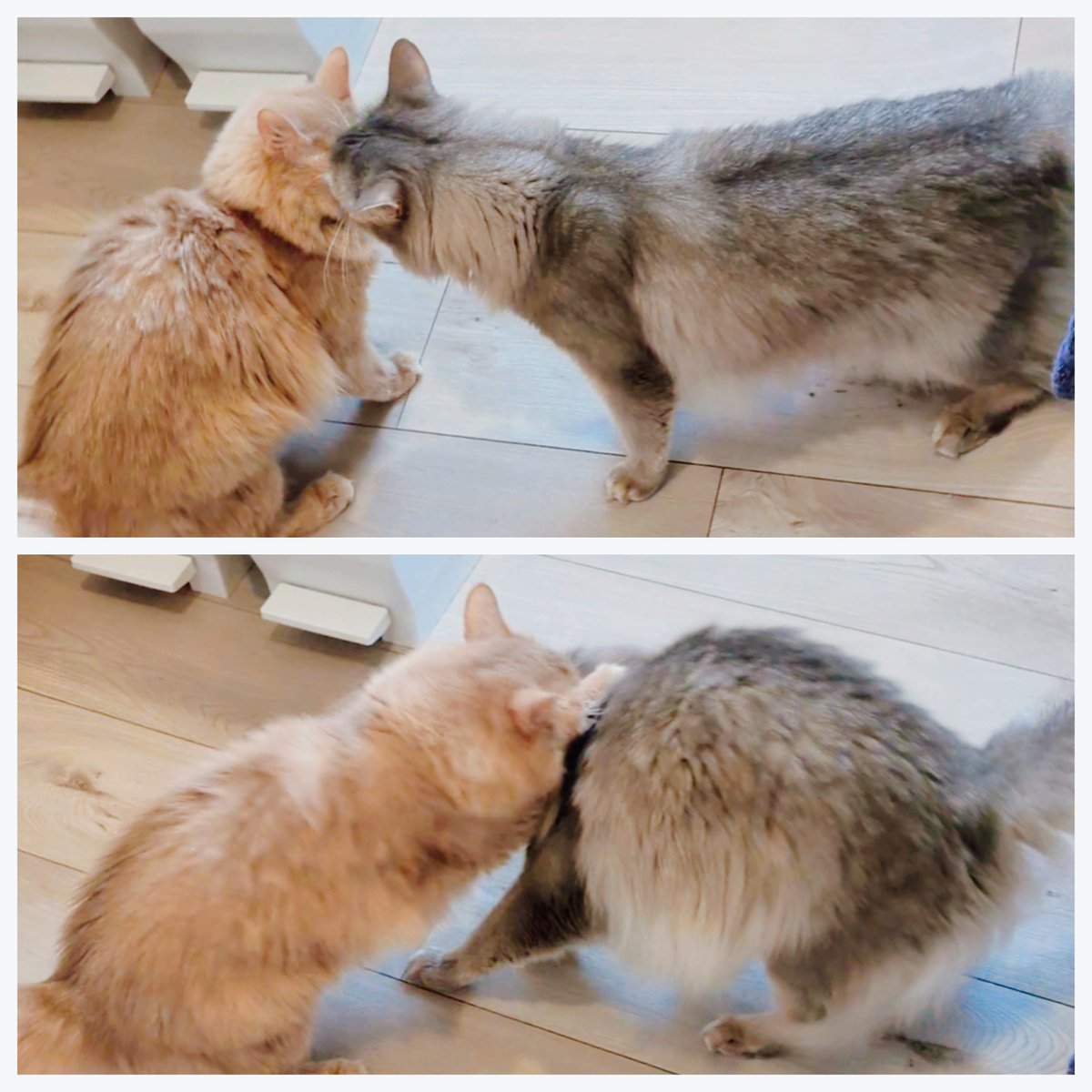 sky_temtori's tweet photo. ガン飛ばす時の距離が近すぎる兄妹 https://t.co/j65ZAdWjZi