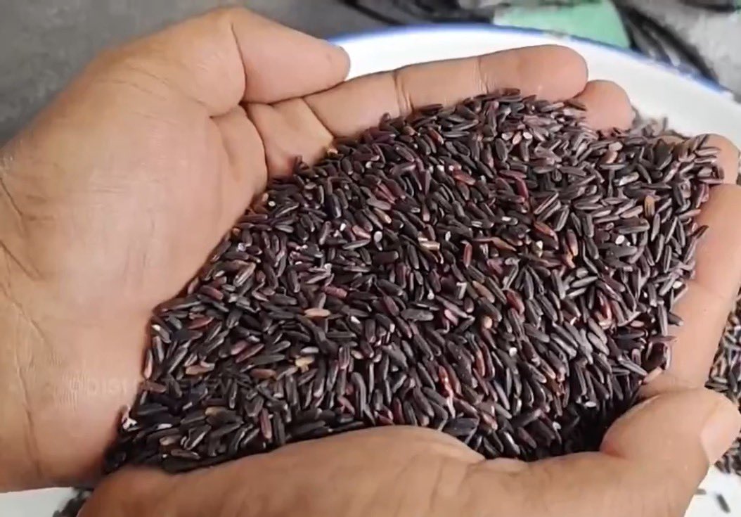 manas_muduli's tweet photo. From Chikiti Gada in Odisha’s Ganjam to Chicago, USA.

Young farmer Bikram Gouda has achieved a remarkable milestone by exporting 7 tonnes of premium black rice to the United States this season.

Instead of depending solely on traditional markets, he used online platforms, social media, and digital communication to establish contacts with overseas buyers. 

After ensuring quality standards, proper packaging and export documentation, he dispatched the consignment to the US.

This is more than an export success, it’s proof that Odisha’s farmers can produce high-value crops for global markets with the right vision and quality.

A truly inspiring farming success story. 👏

Source - OTV & TOI
