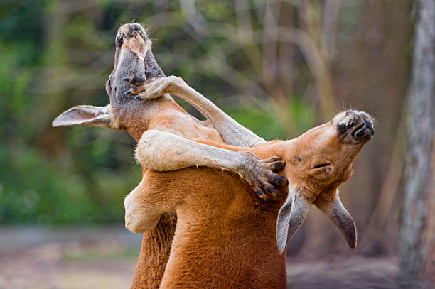 sigma1529549's tweet photo. Be honest... Would you fight a kangaroo for $1000.
#animaltwt https://t.co/eHLQXnzPbw