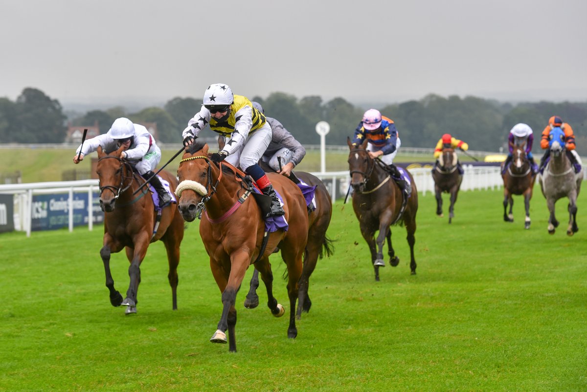mdodsracing's tweet photo. Breaking news: Popular sprinter Dakota Gold has been retired after 17 wins in 79 races, amassing £488k in prize money. A dream horse to train, he's now set for a happy retirement home for life with us at Denton Hall.
https://t.co/YqcnDsUkwJ https://t.co/JTQVWRxIKH