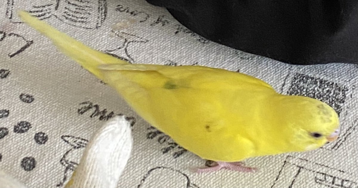 DreamNight33218's tweet photo. 【お願い】黄色いセキセイインコを探しています
○場所:船橋市二宮
○日時:2026/7/10午後
○名前:ムギ

大きい黒目
頭に黒点数個
右翼上部に黒点1個
背中にモスグリーン
お腹に薄い緑色
早く飛ぶ
早く走る
「コチョコチョ」「ムギちゃん」と喋る

#迷子インコ #セキセイインコ #黄色いインコ #迷子鳥 https://t.co/BNJIeb2Fid