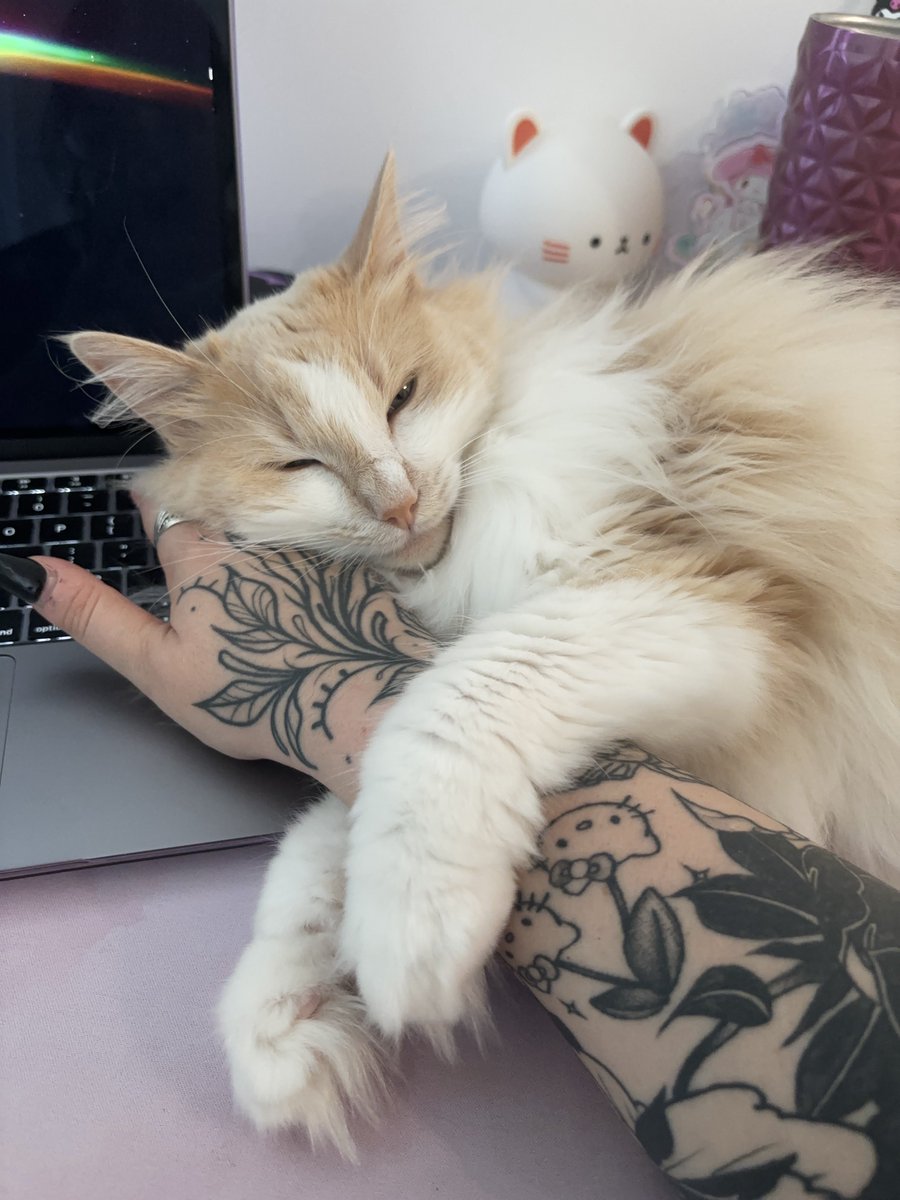 lunarstide's tweet photo. he was bred to be a show cat but was born with a deformity, nobody wanted him, the breeder was unable to properly care for him &amp; he developed severe anxiety and a fear of humans. all he needed was a quiet environment and patience. https://t.co/mS2EFYu4Nm