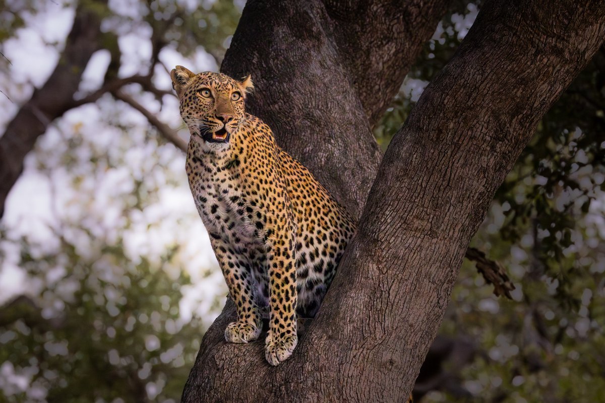 bernabephoto's tweet photo. Postcards from Zambia #photography https://t.co/hCBTJCOYKh