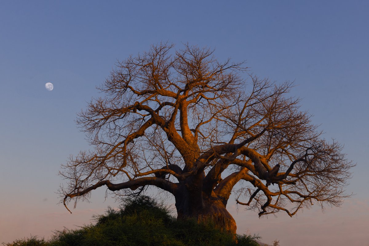 bernabephoto's tweet photo. Postcards from Zambia #photography https://t.co/hCBTJCOYKh