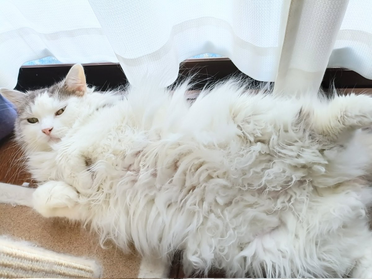 7a4omanede's tweet photo. うちのお猫、今日誕生日なの〜！！
可愛いね〜！
生まれてきてくれてありがとう✨🫶🫶✨
これからもよろしくね！！！！🤗❤❤❤ https://t.co/xaCSaH8TLQ