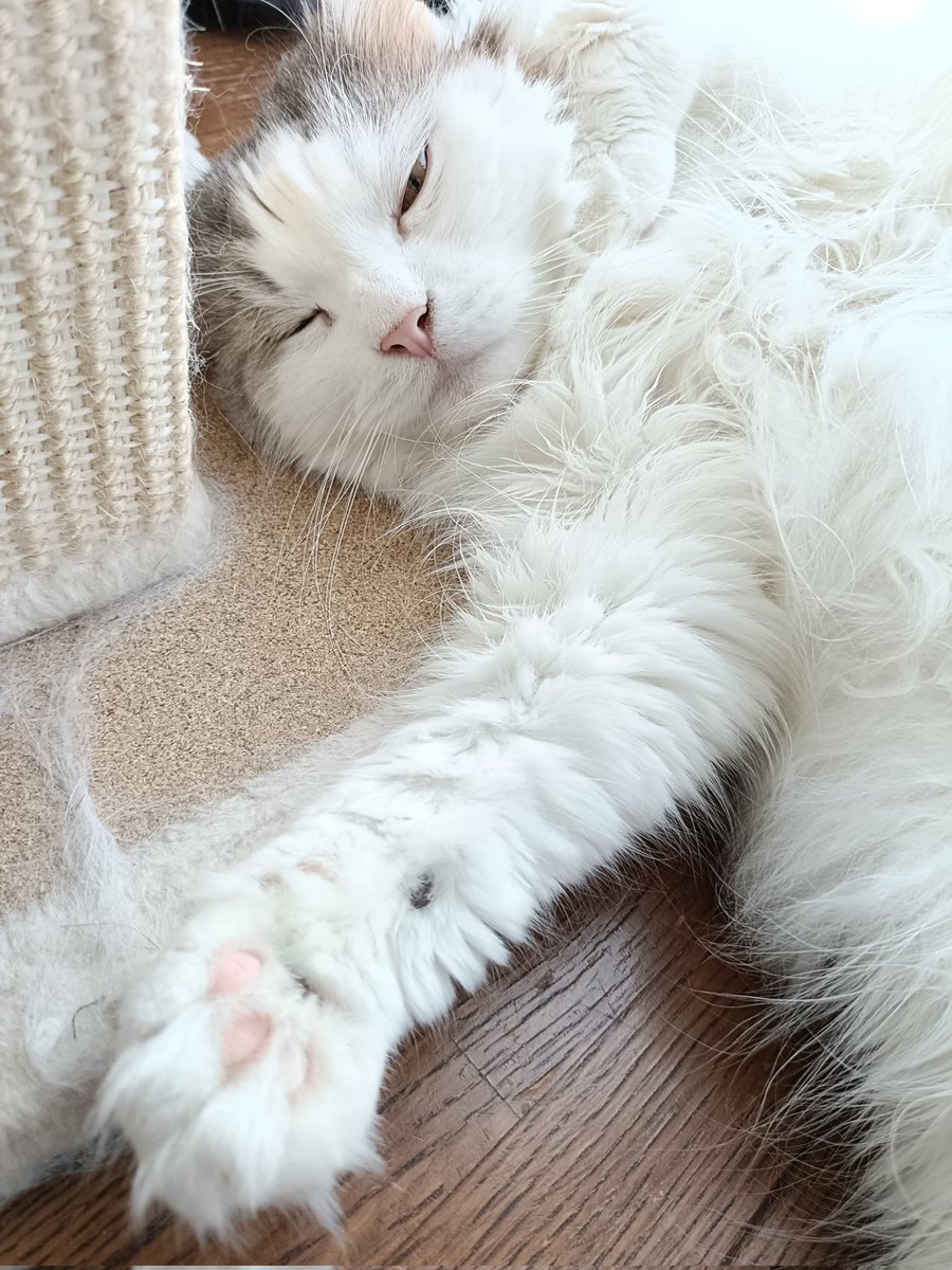 7a4omanede's tweet photo. うちのお猫、今日誕生日なの〜！！
可愛いね〜！
生まれてきてくれてありがとう✨🫶🫶✨
これからもよろしくね！！！！🤗❤❤❤ https://t.co/xaCSaH8TLQ