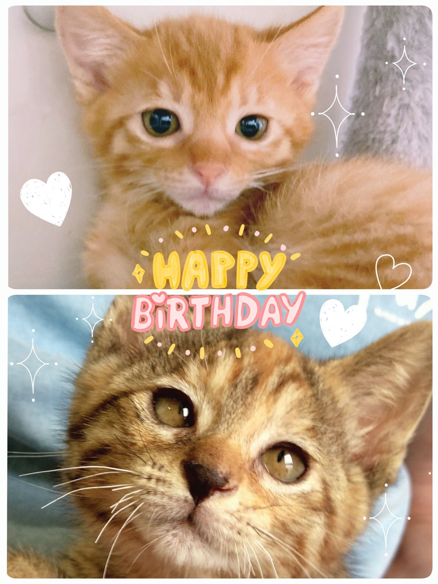 anzuchaiko's tweet photo. 🌟今日はあんずとチャイコのうちの子記念日🎂
5年前の今日お家にやってきました。大きくなったね😊✨ https://t.co/24TlJF7geu