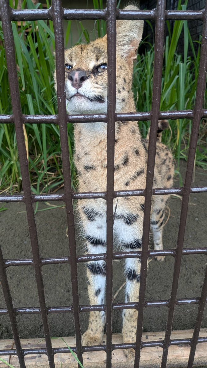 m_phoenixzoo's tweet photo. #サーバル の #イア (♀)の展示を開始！
注意深い性格ですが、お肉は豪快に食べます。
新しく仲間入りしたサーバルたちをぜひ見に来て下さいね！
※しばらくは寝室扉を開放し、マルスとの交互展示となりますのでご覧になれないことがあります。
午前:イア　午後:マルス

#宮崎市フェニックス自然動物園 https://t.co/8bs8r6MK4D
