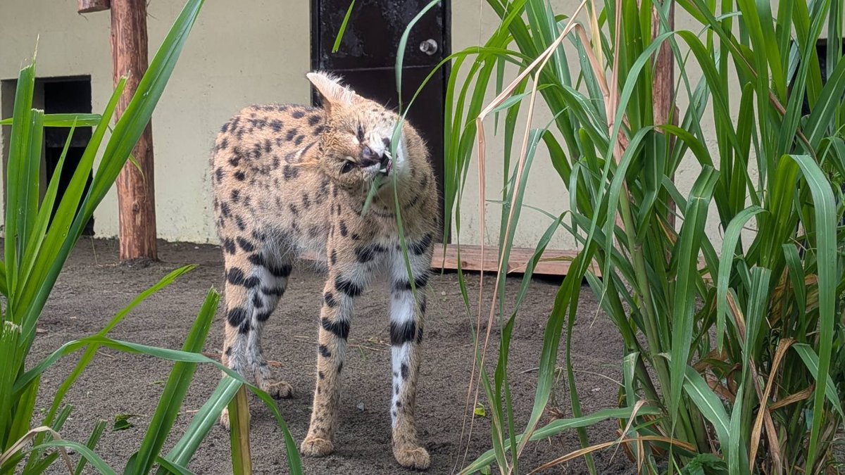 m_phoenixzoo's tweet photo. #サーバル の #イア (♀)の展示を開始！
注意深い性格ですが、お肉は豪快に食べます。
新しく仲間入りしたサーバルたちをぜひ見に来て下さいね！
※しばらくは寝室扉を開放し、マルスとの交互展示となりますのでご覧になれないことがあります。
午前:イア　午後:マルス

#宮崎市フェニックス自然動物園 https://t.co/8bs8r6MK4D