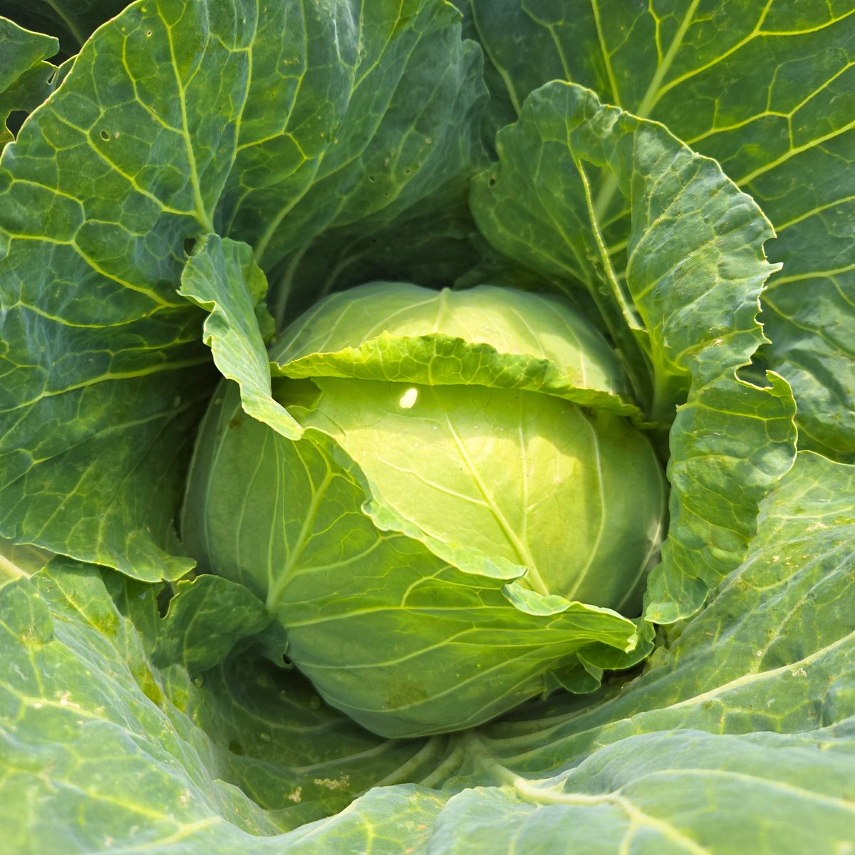 220222Hiro's tweet photo. 夏野菜もいろいろ育ってきたけど今日はキュウリや大葉の収穫を！アスパラガスやキャベツもまだ採れました😌
#福島市 #家庭菜園 https://t.co/HKBgDx2aNG