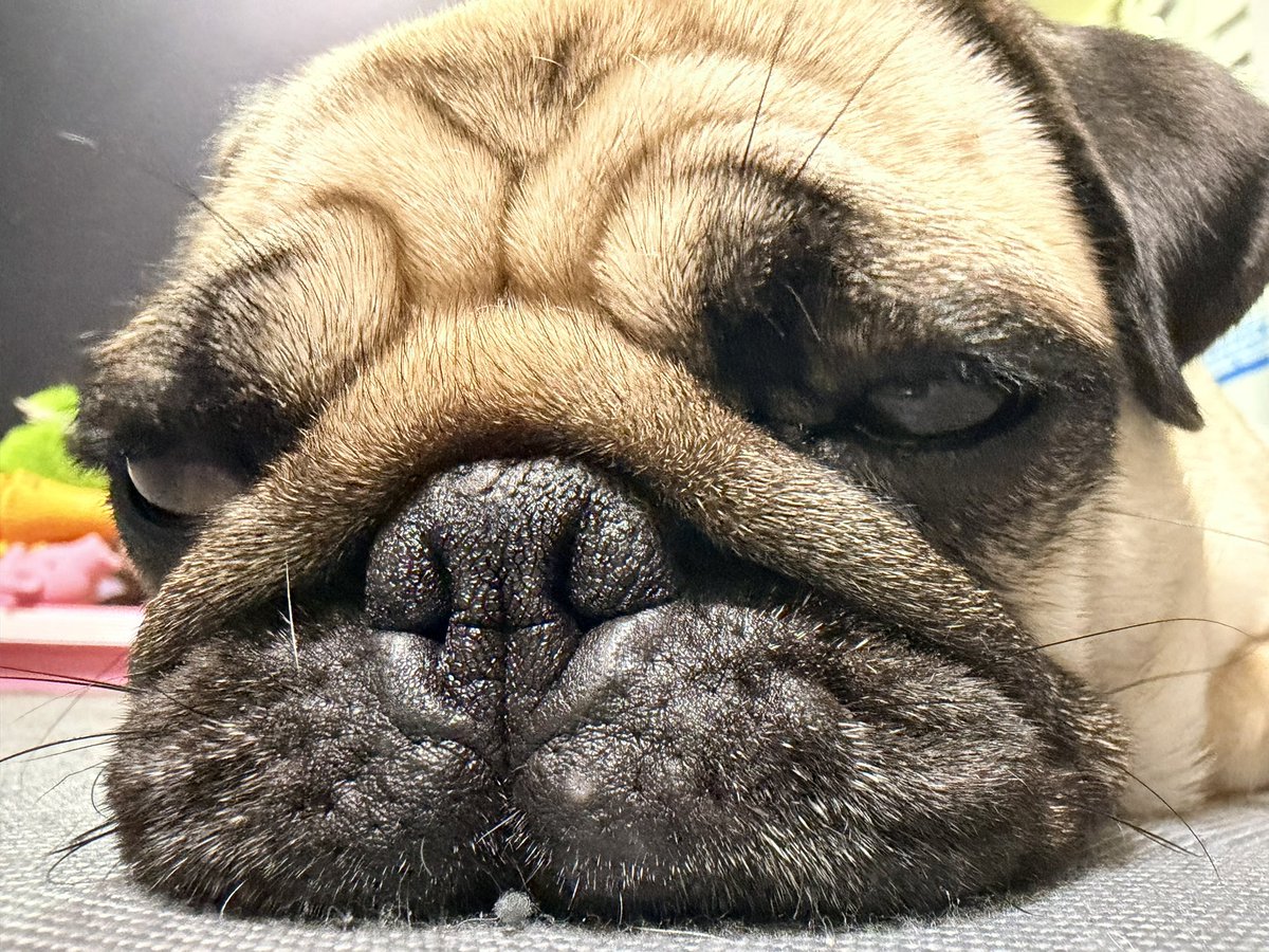 今日も一日 お疲れ様でした♪ ＃パグ ＃pug