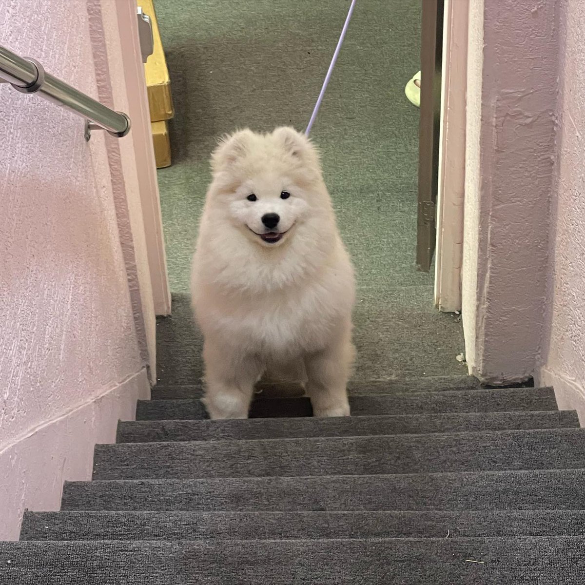 _animalsX's tweet photo. Standing on the stairs like the fluffiest boss 🐾😍 https://t.co/mNiaJAJgbH