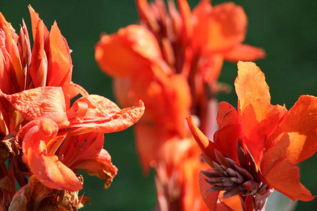 HermitsDaily's tweet photo. A close-up of a Lush, Creamsicle Canna. #globalwarming #climatechange #motherearth #environmentalconcern #environmentalconcerns #pollution #stoppollution #industrialproblems #SaveMotherEarth #pennsylvaniagarden #pennsylvaniagardens #pennsylvaniagardener #pennsylvaniagardening https://t.co/GdI7HgtRpb
