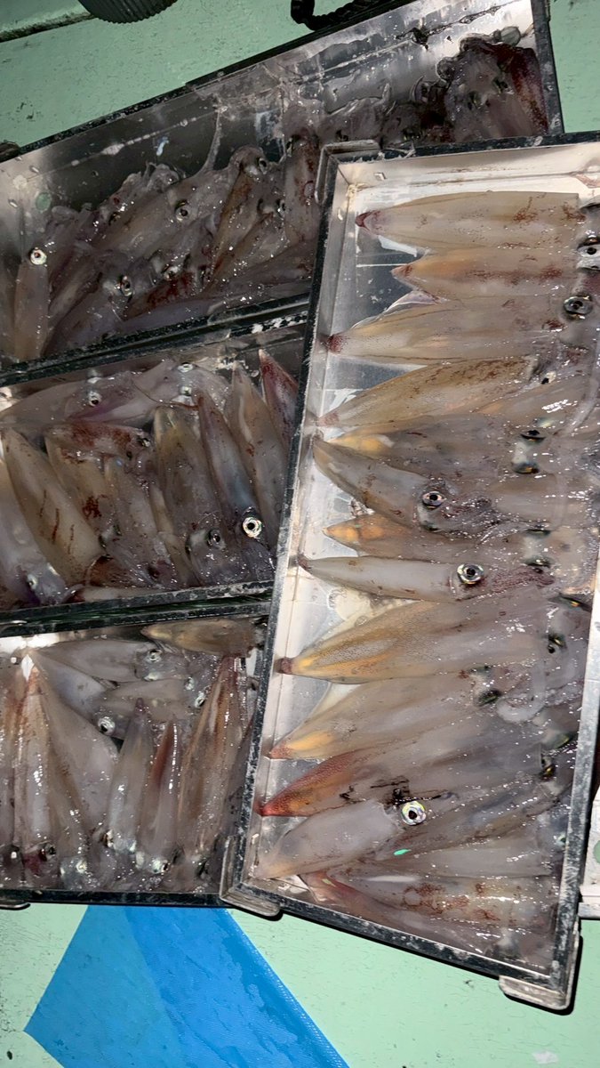 fishingmaxinfo tweet picture