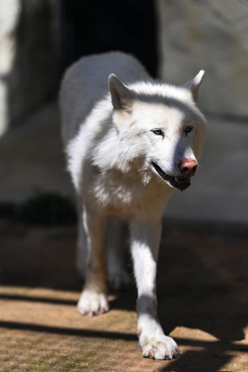ttk_wolf's tweet photo. 光と影とオオカミ

シンリンオオカミ ティム
東山動植物園
2026.3.27 https://t.co/qjK8sCiaV0
