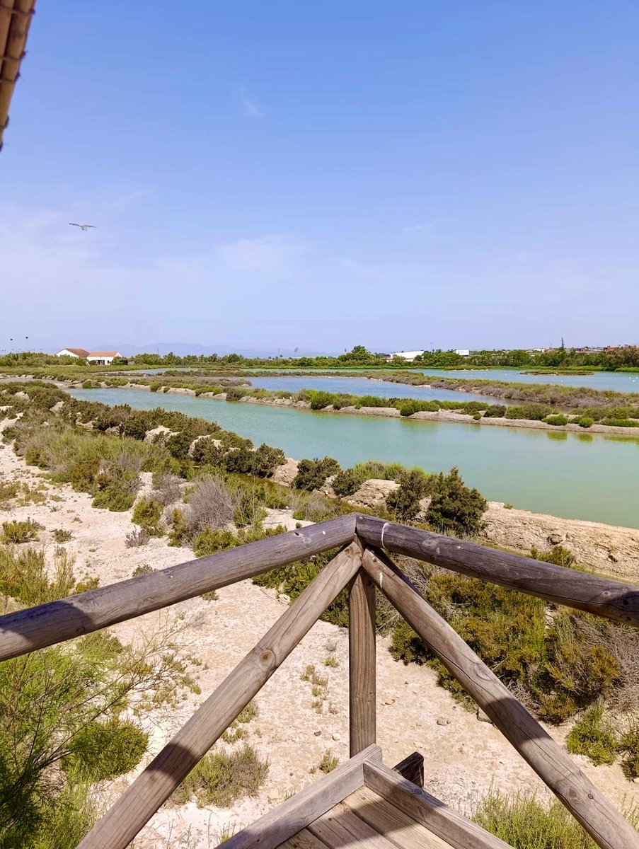 SantaPolaTurism's tweet photo. 🦩 El Parque Natural de las Salinas de Santa Pola es uno de los humedales más importantes del Mediterráneo para las aves migratorias. Y no es solo agua y sal: es flora autóctona, aves que se quedan todo el año y otras que vienen de paso.
🪻Para conocerlo de cerca, puedes inscribirte a la visita guiada del próximo domingo 12 de julio a las 11.30 h.
Inscripciones 👉🏻 https://t.co/R5UvuxDd06
#ParqueNaturalLasSalinas #humedal #sal #aves #flamenco