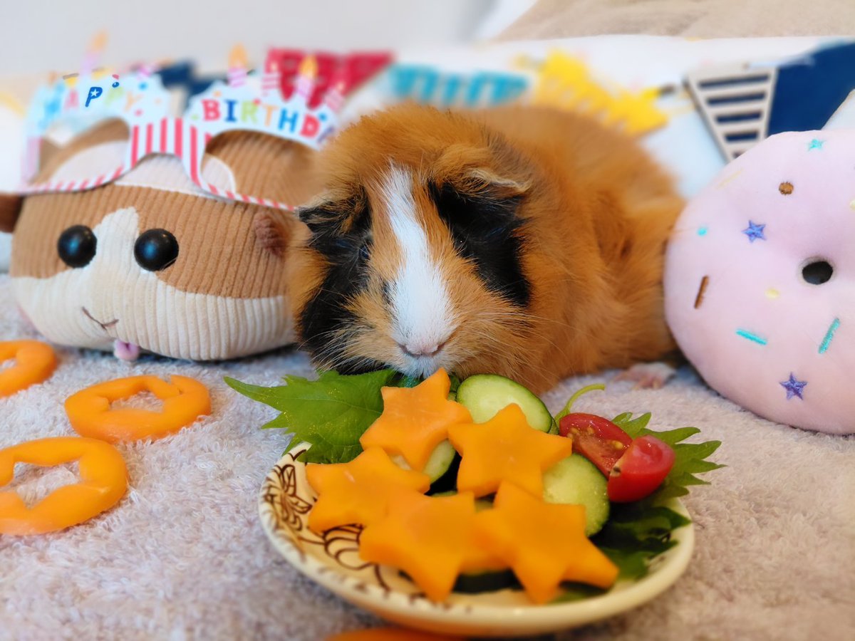 bobu_player's tweet photo. 2026/7/10  福之介Birthday🍰
5才になりました🐹
ベビーフェイスのおじいちゃん
楽しく健やかに長生きしようね🫶 https://t.co/cBgzKiaFF9