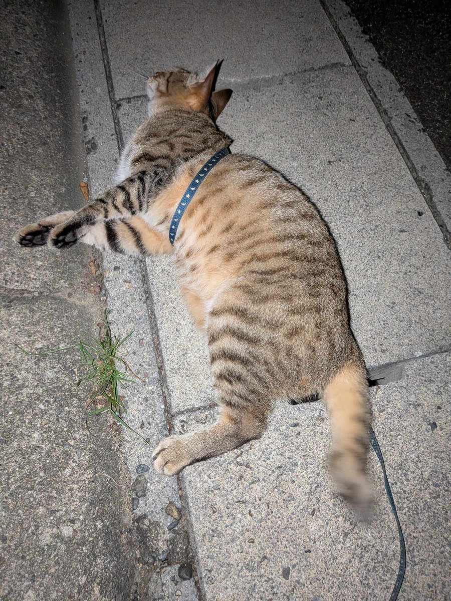 guc_cat's tweet photo. お家帰ろうって言うと、急に横に寝転ぶ猫 https://t.co/ndVR2Zc9er
