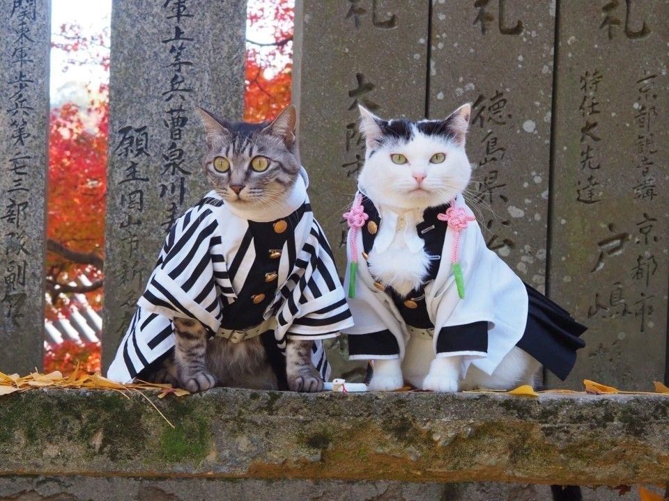 Cats_ooc's tweet photo. https://t.co/CVh9i6DMqR