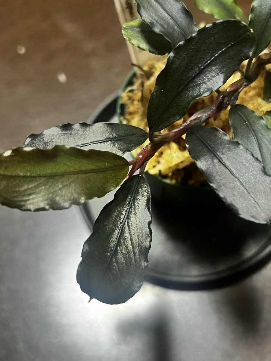 TMP_buce_8's tweet photo. Bucephalandra sp. ”お年玉” from Kapuas [AZ0811-XX]

凄くイイ！ https://t.co/GnKrfYbbEh