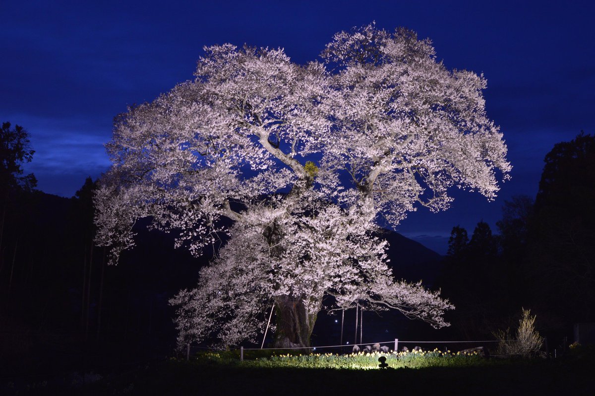 takepp4xx's tweet photo. 2026/4/12
広島県庄原市東城町小奴可１９０６
小奴可の要害桜

#広島県
#小奴可の要害桜
#夜桜 https://t.co/FGffCsSXNx