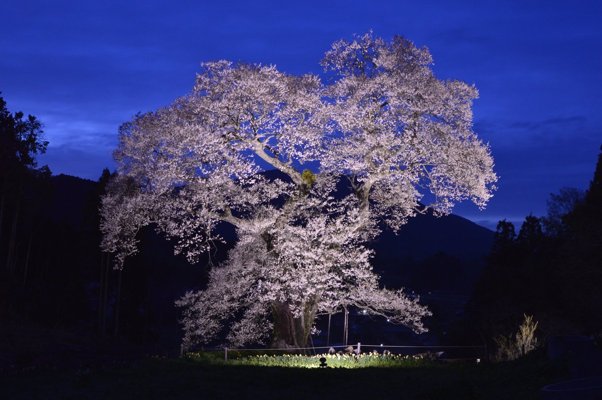 takepp4xx's tweet photo. 2026/4/12
広島県庄原市東城町小奴可１９０６
小奴可の要害桜

#広島県
#小奴可の要害桜
#夜桜 https://t.co/FGffCsSXNx