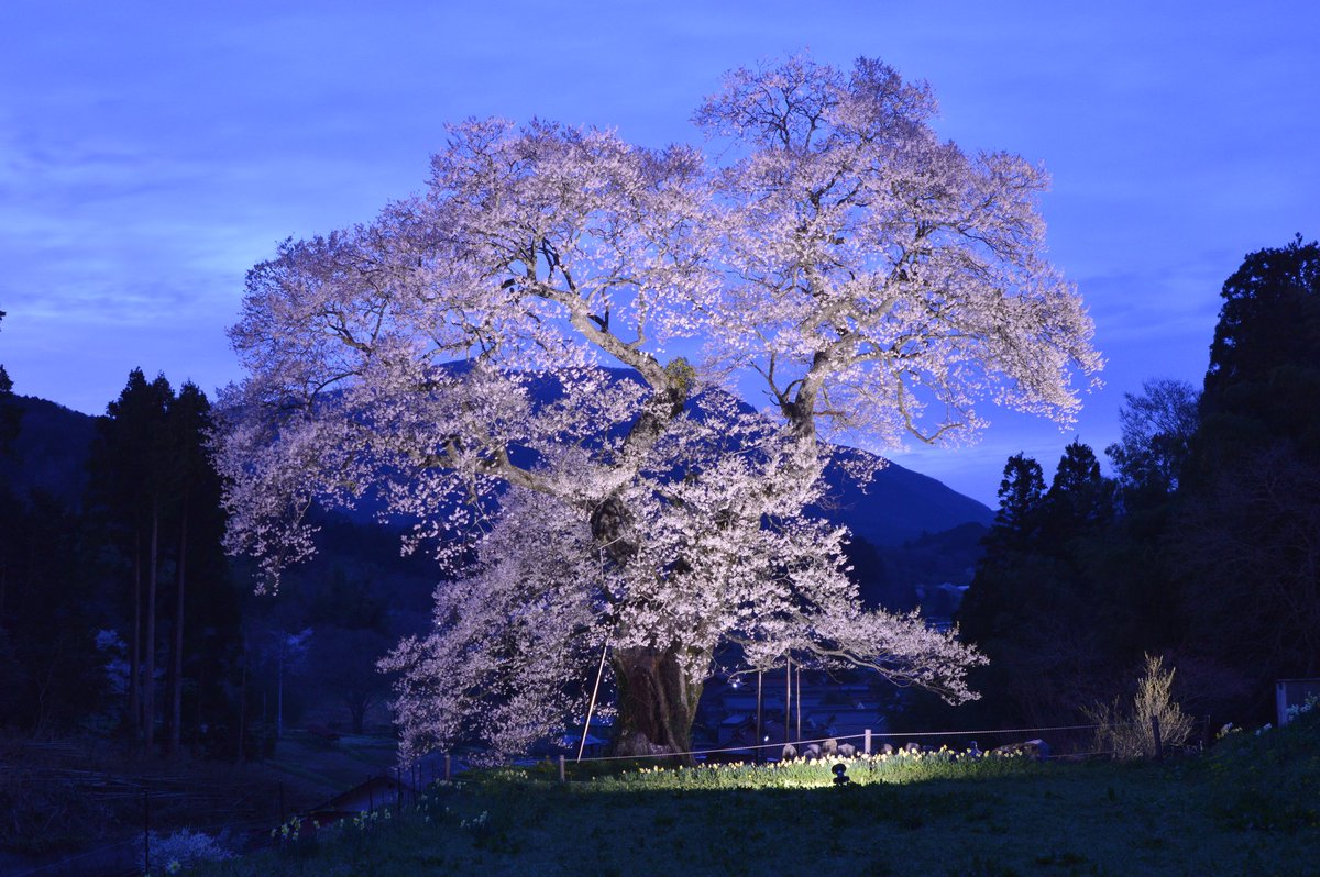 takepp4xx's tweet photo. 2026/4/12
広島県庄原市東城町小奴可１９０６
小奴可の要害桜

#広島県
#小奴可の要害桜
#夜桜 https://t.co/FGffCsSXNx