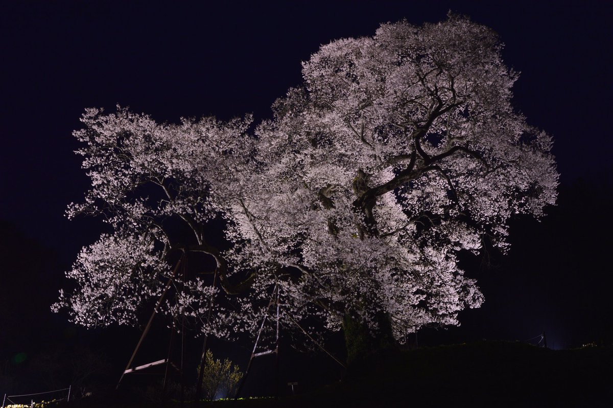 takepp4xx's tweet photo. 2026/4/12
広島県庄原市東城町小奴可１９０６
小奴可の要害桜

#広島県
#小奴可の要害桜
#夜桜 https://t.co/FGffCsSXNx