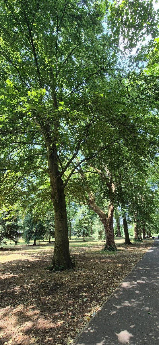 TreesPics tweet picture