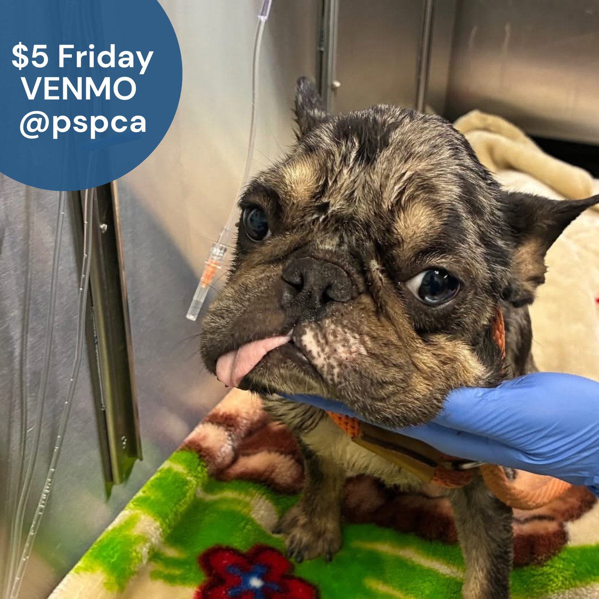 Pennsylvania SPCA tweet media