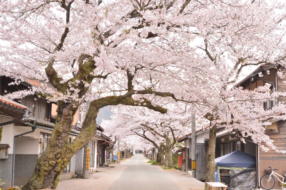 takepp4xx's tweet photo. 2026/4/13
岡山県真庭郡新庄村
がいせん桜

#岡山県
#がいせん桜
#桜 https://t.co/lGu4YaD1Vo