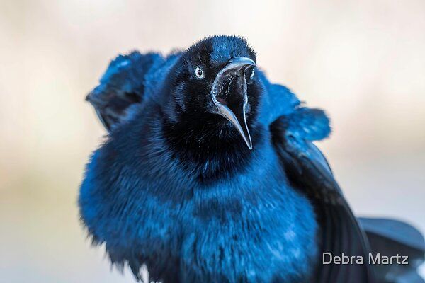 DebraMartz's tweet photo. Someone, or rather some bird, seems to have something to complain about! This Great-tailed Grackle seemed upset with me, but I was on the boardwalk before it arrived!
https://t.co/PJ1hsgGzb9 @DebraMartz

#Grackle #complaining #yelling #loud #bird #BirdLovers #giftideas https://t.co/DEh9bGFw9a