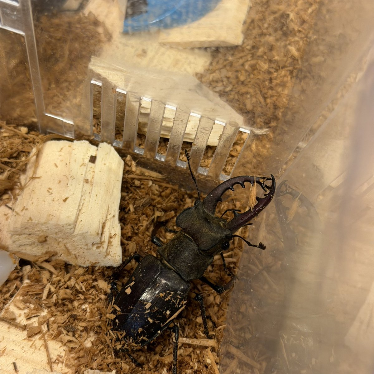 manmaru_1929's tweet photo. わーい⸜(*ˊᗜˋ*)⸝
野生のミヤマクワガタゲット✨️

野生のクワガタって飼育品とは
また違った嬉しさがあるよね🥰 https://t.co/sULuDVgQKM