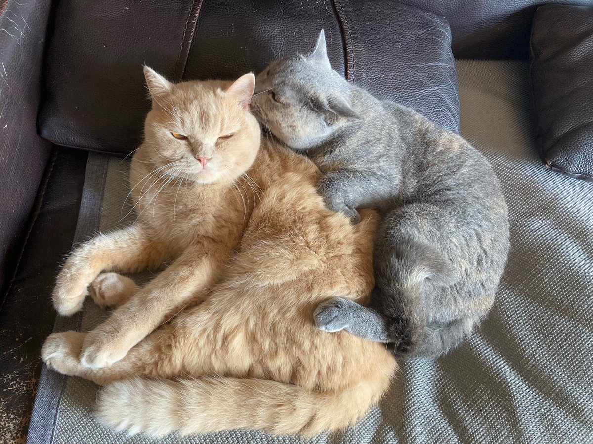 masterPfiff's tweet photo. My  night snuggle buddy is the best co-pilot for lazy Sunday movie marathons — no takebacks, only warm purrs ， https://t.co/BkfxOYpjab