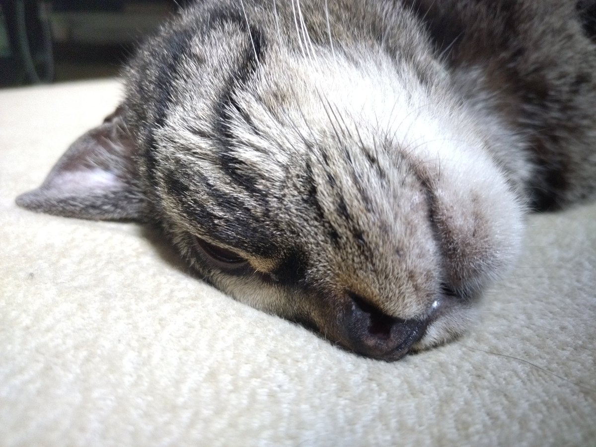 ame_mori_h's tweet photo. ひどい寝相です(*´･ω･)(･ω･｀*)ﾈｰ
#ねこ 
#猫のいる暮らし 
#猫のいる生活 https://t.co/RADIlolfPq