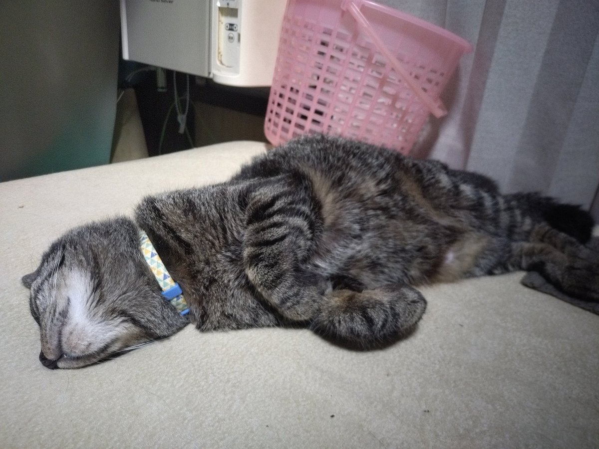 ame_mori_h's tweet photo. ひどい寝相です(*´･ω･)(･ω･｀*)ﾈｰ
#ねこ 
#猫のいる暮らし 
#猫のいる生活 https://t.co/RADIlolfPq