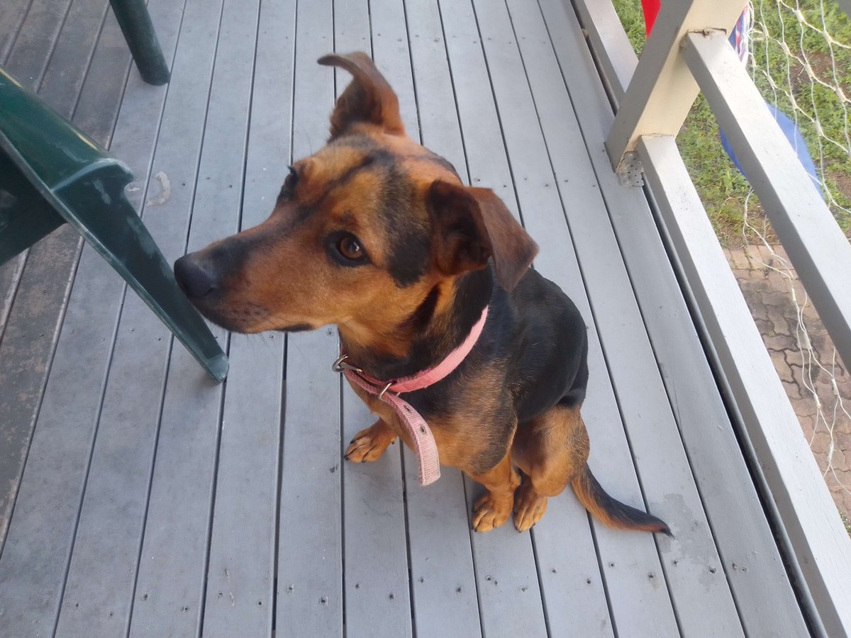 Bazz_The_Hunter's tweet photo. @Rem_princessex My dog https://t.co/fWWGUiMCmv