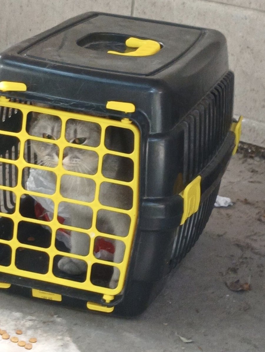 jimikomm's tweet photo. COK ACIL KEDI SAHIPLENDIRME TIVITIDIR
Ankara içi her yere getirebiliriz 
gölbaşında caminin orda terk edilmiş halde bulduk 2 gündür kafesin içindeymiş çevremizde sahiplenecek kimse bulamadık geçiçi vericek yer bile bulamadık 
tahmini 5-6 aylık british shorthair https://t.co/sV7Mgzwu8r