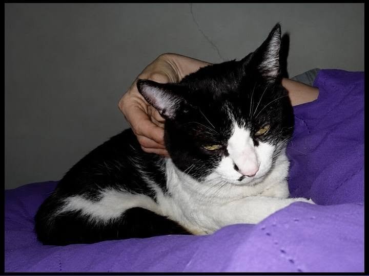 TheLegendMari's tweet photo. Ówwwn, meu bebê manhosiiinho, chameguiiinho comigo na cama, quentiiinho no meu colo; carinho delicioooso, preguiciiinha gostooosa... meu mundo de companheiriiismo, aconchego, serenidade, reciprocidade; amor único da minha vida! *ooo* ^^~ ♡ https://t.co/L3BWWgX76H